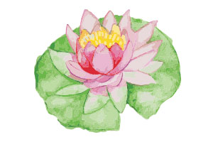 lotus-flower.jpg
