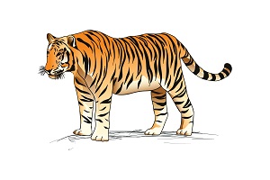 tigers-in-feng-shui.jpg