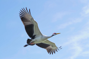 Crane-flying-in-the-sky.jpg