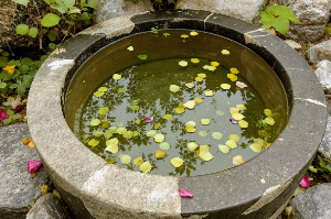 Still-water-cure-with-flower-petals.jpg