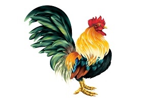 rooster-in-chinese-culture.jpg