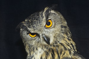 owl-meanings.jpg