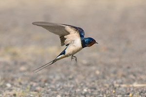 swallow-bird-feng-shui.jpg