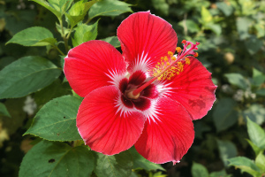Red-hibiscus-flower.jpg