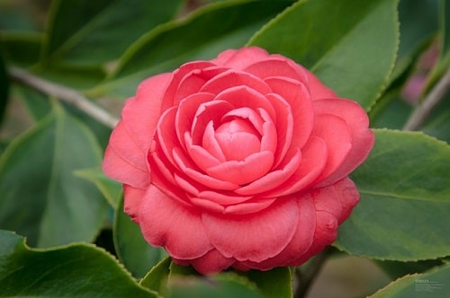 camellia-flower.jpg