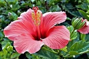 hibiscus-flower-symbolism.jpg
