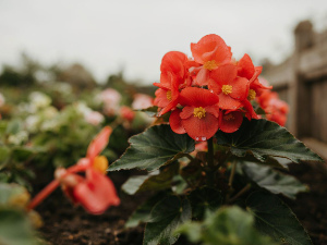 Begonia-flowers-symbolism.jpg