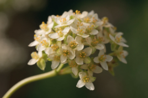 Osmanthus-flower-blooming.jpg