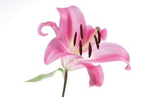 lily-flower.jpg