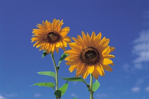 sunflower-plant-feng-shui.jpg