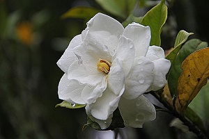 gardenia-flower.jpg