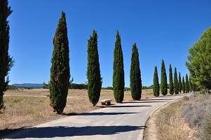 cypress-trees.jpg