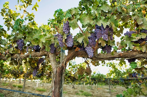 grape-symbolism.jpg